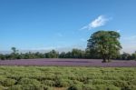 Lavender Field Stock Photo