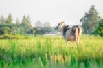 Thai Native Breed Cow On Grass Stock Photo