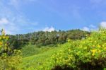 Scenic Nature Doi Mae Uko Mountain Stock Photo