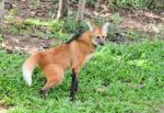 Maned Wolf Stock Photo