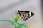 Monarch Butterfly Stock Photo