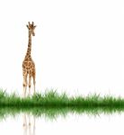 Giraffe Stock Photo