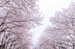 Cherry Blossom With Soft Focus, Sakura Season In Korea,background Stock Photo