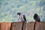 Pigeon Couple Sitting On Board Wall Stock Photo