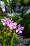 Beautifully Flower Stock Photo