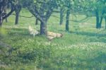 Hen On Grass Field Stock Photo