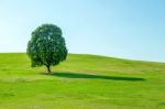 Single Tree,tree In Field And Blue Sky.olympic Park In Korea Stock Photo