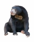 Malayan Sunbear Isolated Stock Photo