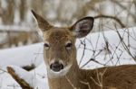 Beautiful Portrait Of A Cute Funny Wild Deer In The Snowy Forest Stock Photo