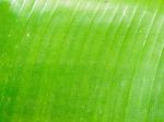 Banana Leaf Texture Stock Photo