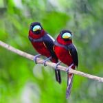 Black-and-red Broadbill Stock Photo