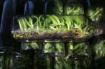 Young Orchid Plants In Flasks From Tissue Culture Stock Photo