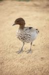 Small Duck On The Farm Stock Photo