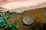 Fuengirola, Andalucia/spain - July 4 : Turtle In The Bioparc Fue Stock Photo