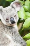 Koala By Itself In A Tree Stock Photo