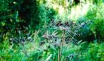 Horizontal Vivid Green Cow-parsnip Bokeh Composition Stock Photo