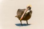 Brown Pelican In The Galapagos Stock Photo