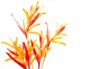 Heliconia Rubra Stock Photo