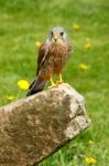 Kestrel Stock Photo