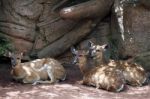 Sitatunga Antelope At The Bioparc In Fuengirola Stock Photo