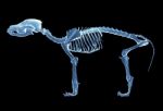 Skeleton Of Dog Stock Photo