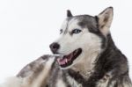 Siberian Husky In Studio Stock Photo