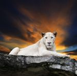 Close Up Face Of White Lioness Lying On Rock Cliff Against Beaut Stock Photo