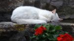 White Cat Resting On Step G Stock Photo