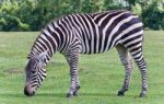 Isolated Photo Of A Zebra Eating The Grass Stock Photo