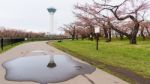 Goryokaku Tower And Sakura Blossom In Park Stock Photo