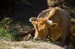 Domesticated Brown Cow Stock Photo