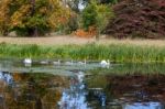 Family Of Swans On The Move Stock Photo