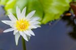 Lotus Blossom White Stock Photo