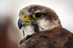 Saker Falcon Stock Photo