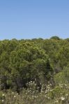 Young Pine Trees Stock Photo