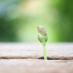 Growing Plants On Wooden Table Stock Photo