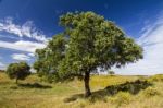 Beautiful View Of Two Trees On The Rural Countryside Stock Photo