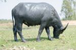 
Buffalo Muddy Cool Grazing In A Field With Happiness Stock Photo