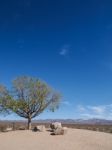 Tree And Stone On The Rest Area Stock Photo