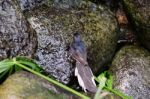 Fuengirola, Andalucia/spain - July 4 : White-rumped Shama (copsy Stock Photo