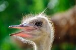 Ostrich Head Stock Photo