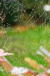 Spiders Web Stock Photo