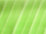 Green Leaf Texture Background Stock Photo