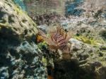 Tropical Fish Lionfish Under  Water Stock Photo