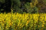 Yellow Hemp Stock Photo