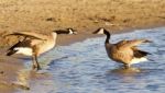 Funny Expressive Talk Between Two Canada Geese Stock Photo