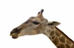 Giraffe Isolated On White Background Stock Photo