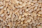 Organic Wheat Grains Stock Photo