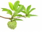 Custard Apple Stock Photo