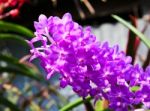 Beautiful Orchid In Garden Stock Photo